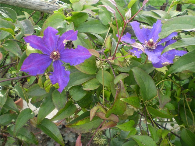 clematis